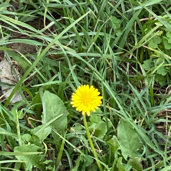 Meet your Posher, Maria cecilia - Picture 1 of 1